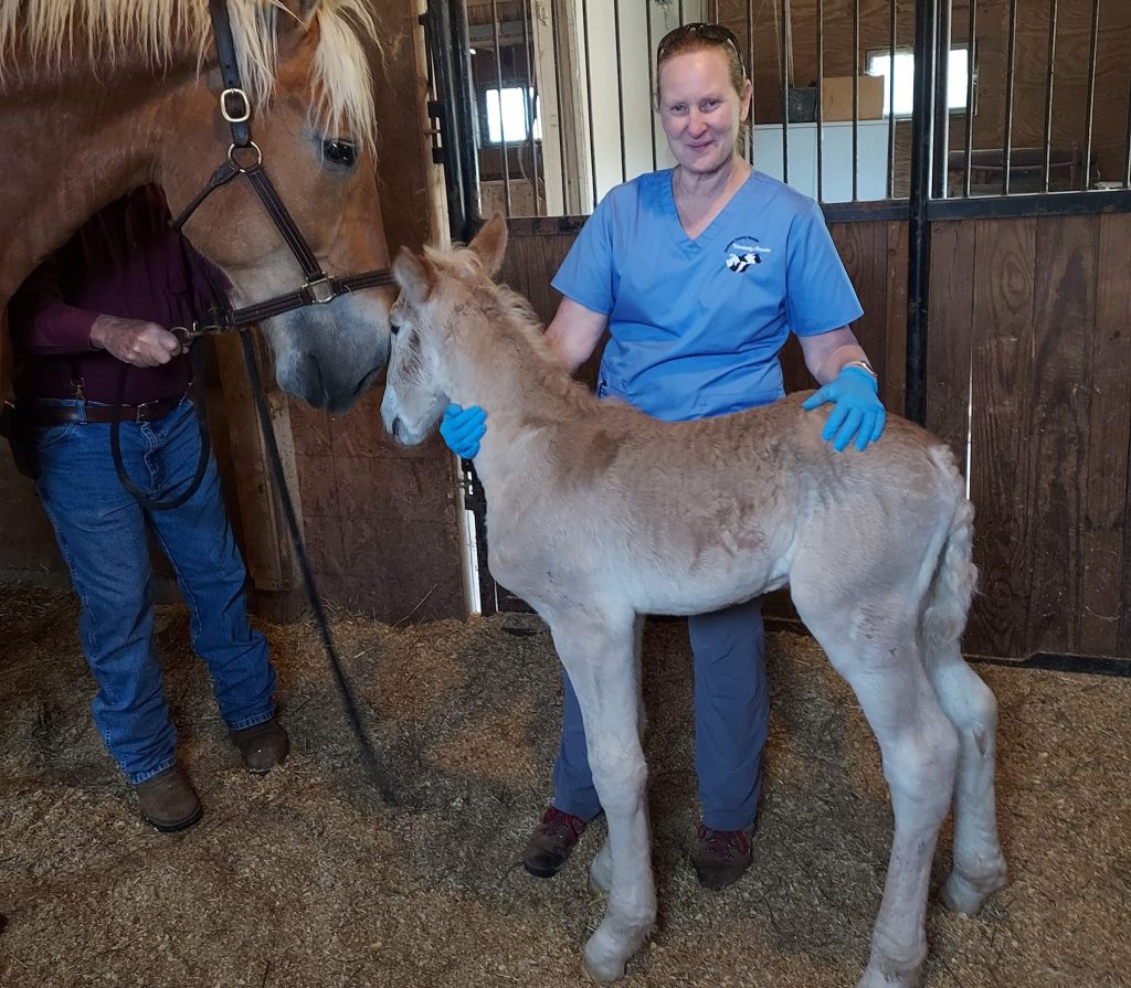Mare and Foal Care in Chatham County | Chatham County Mobile Veterinary ...